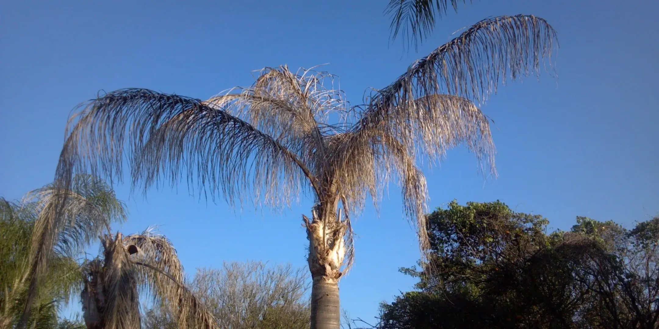 Sick brown dying Queen Palm