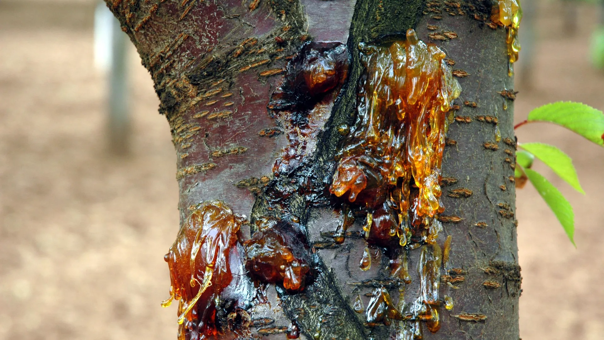 Tree pests and disease